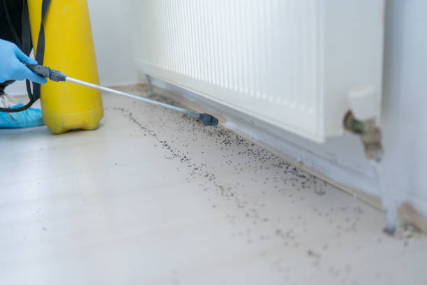 Best Rat Extermination Near Me  in Bethany, IL