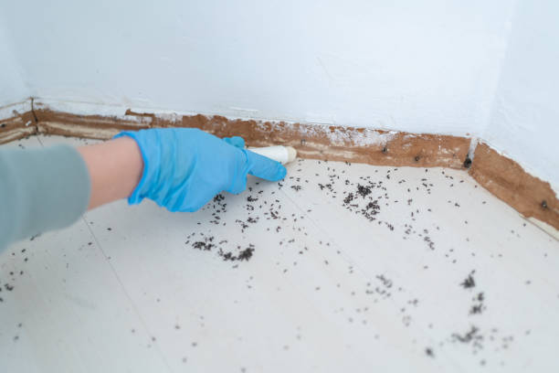 Pest Control for Restaurants in Bethany, IL