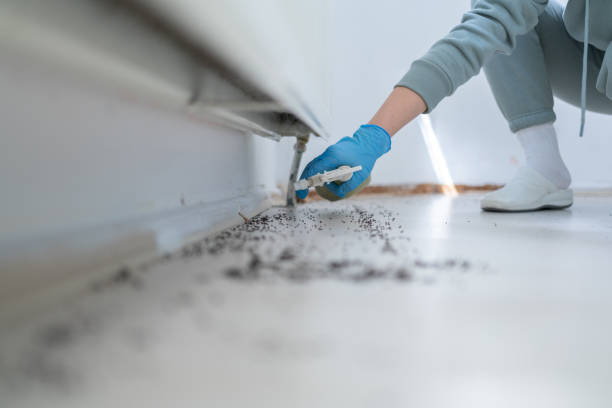 Best Insect Control  in Bethany, IL